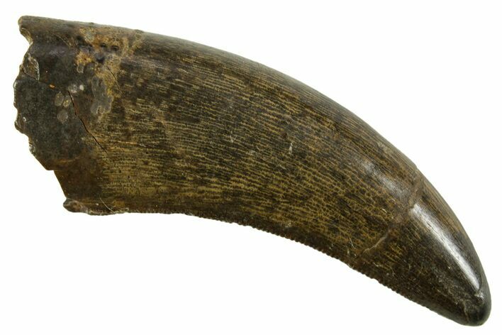 Serrated, Tyrannosaur (Nanotyrannus) Tooth - Montana #378495